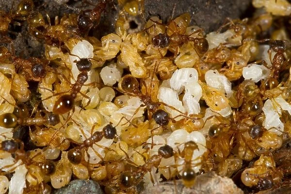 Red Ant (Myrmica rubra) adult workers, tending pupae in nest, Powys, Wales, August