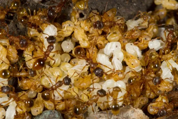 Framed Print : Red Ant (Myrmica rubra) adult workers, tending pupae in nest, Powys, Wales, August
