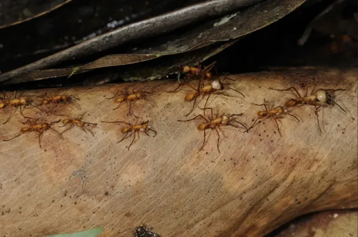 Framed Print : Red Army Ant (Eciton sp. ) adults, carrying and moving larvae, during nomadic phase colony emigration, Rupununi, Guyana Framed Print : Red Army Ant (Eciton sp. ) adults, carrying and moving larvae, during nomadic phase colony emigration, Rupununi, Guyana