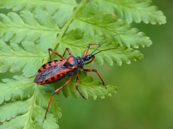 Framed Print : Red Assassin Bug (Rhynocoris iracundus) adult, resting on fern frond, Italy, july Framed Print : Red Assassin Bug (Rhynocoris iracundus) adult, resting on fern frond, Italy, july