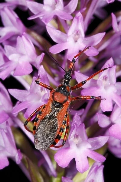 Red Assassin Bug (Rhynocoris iracundus) adult, on Pyramidal Orchid (Anacamptis pyramidalis) flowers, Causse de Gramat