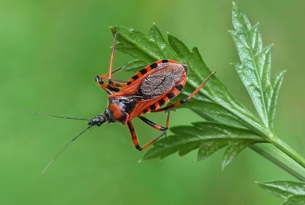 Red Assassin Bug (Rhynocoris iracundus) adult, resting on leaf, Cannobina Valley, Italian Alps, Piedmont