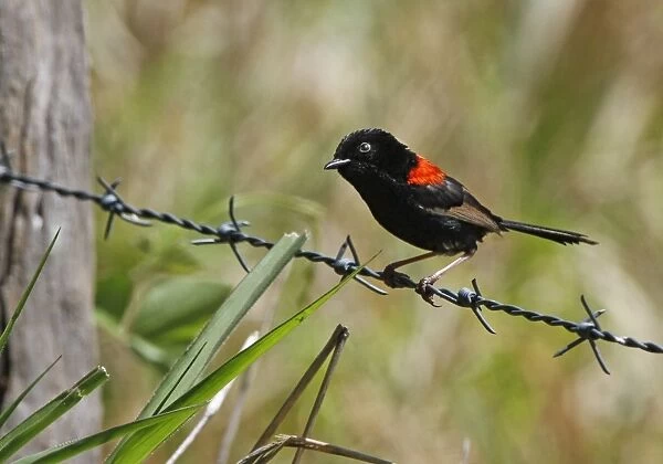 Red-backed Fairywren (Malurus melanocephalus) adult male, perched on barbed wire fence, Atherton Tableland