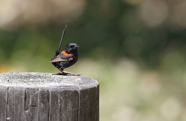 Red-backed Fairywren (Malurus melanocephalus) adult male, perched on roadside fencepost, Atherton Tableland