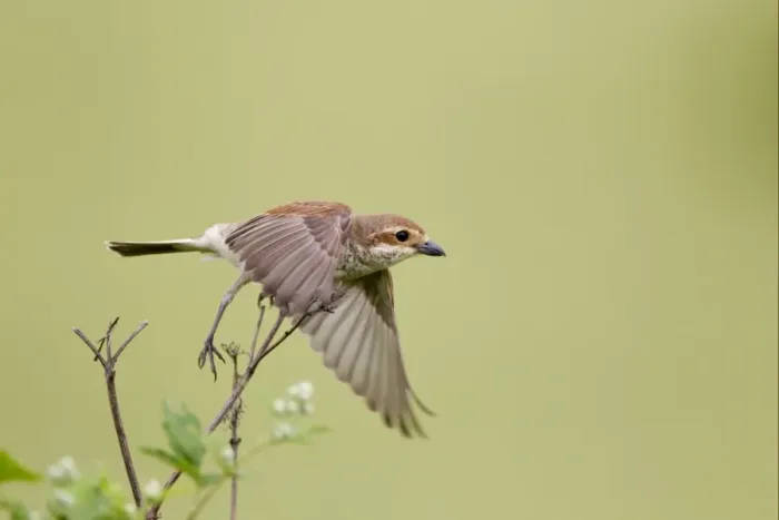 Framed Print : Red-backed Shrike (Lanius collurio) adult female, in flight, taking off from stem, Bulgaria, may Framed Print : Red-backed Shrike (Lanius collurio) adult female, in flight, taking off from stem, Bulgaria, may