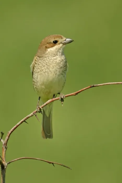 Framed Print : Red-backed Shrike (Lanius collurio) adult female, perched on twig, Bulgaria, may Framed Print : Red-backed Shrike (Lanius collurio) adult female, perched on twig, Bulgaria, may