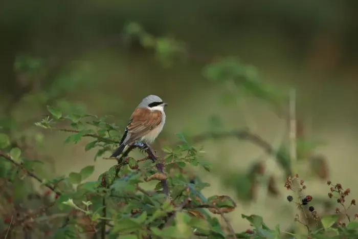 Framed Print : Red-backed Shrike (Lanius collurio) adult male, perched on bramble stem, Norfolk, England, August Framed Print : Red-backed Shrike (Lanius collurio) adult male, perched on bramble stem, Norfolk, England, August