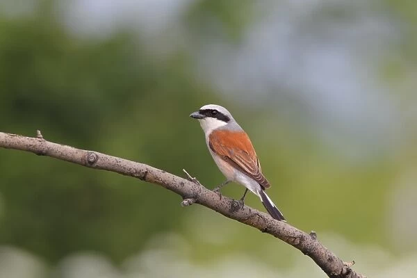 Red-backed Shrike (Lanius collurio) adult male, perched on branch, Bulgaria, June