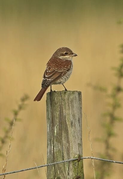 Red-backed Shrike (Lanius collurio) immature, first winter plumage, perched on fencepost, Sea Palling, Norfolk