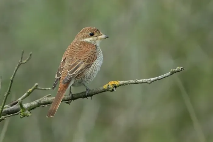 Framed Print : Red-backed Shrike (Lanius collurio) juvenile, perched on twig, Suffolk, England, October Framed Print : Red-backed Shrike (Lanius collurio) juvenile, perched on twig, Suffolk, England, October