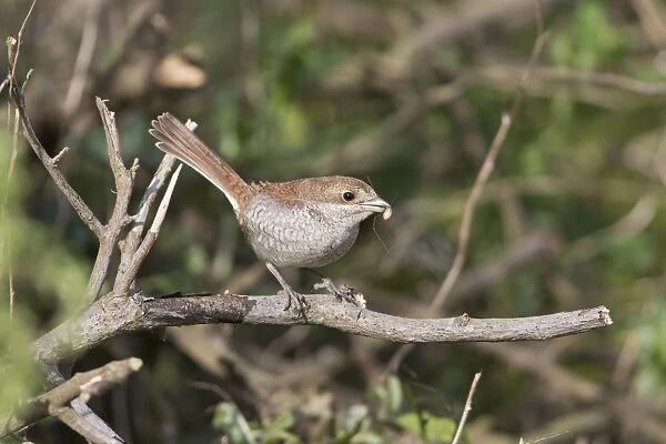 Red-backed Shrike (Lanius collurio) juvenile, with Harvestman (Opiliones sp. ) prey in beak, perched on twig, Suffolk