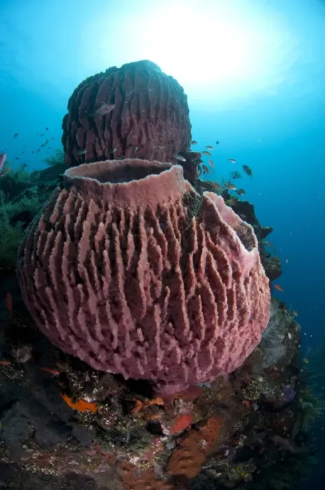 Framed Print : Red Barrel Sponge (Xestospongia testudinaria) on shipwreck, Liberty Wreck, Tulamben, Bali, Lesser Sunda Islands, Indonesia Framed Print : Red Barrel Sponge (Xestospongia testudinaria) on shipwreck, Liberty Wreck, Tulamben, Bali, Lesser Sunda Islands, Indonesia