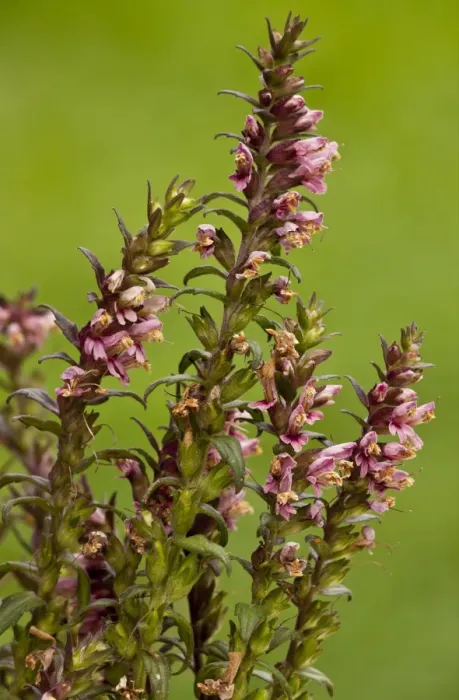 Framed Print : Red Bartsia (Odontites verna) flowering, growing on damp grassland, Dorset, England, september