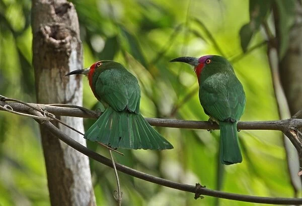 Red-bearded Bee-eater (Nyctyornis amictus) adult pair, perched on branch, Kaeng Krachan N. P. Thailand, february