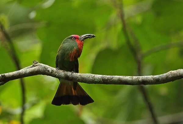 Red-bearded Bee-eater (Nyctyornis amictus) adult male, with beetle prey in beak, perched on branch, Kaeng Krachan N. P