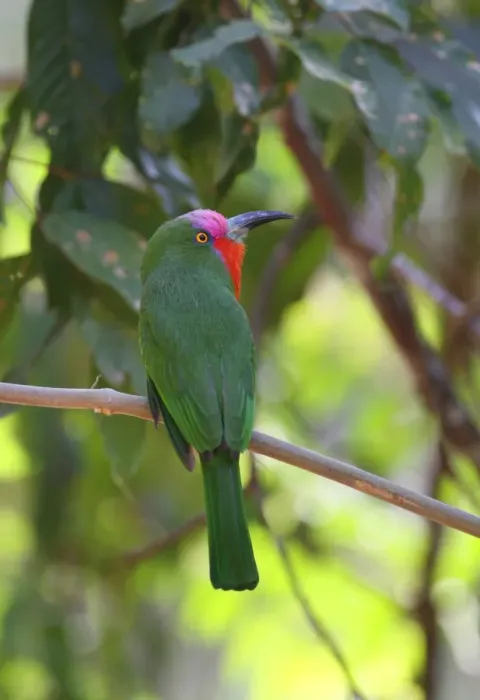 Framed Print : Red-bearded Bee-eater (Nyctyornis amictus) adult male, perched on branch, Kaeng Krachan N. P. Thailand, february Framed Print : Red-bearded Bee-eater (Nyctyornis amictus) adult male, perched on branch, Kaeng Krachan N. P. Thailand, february