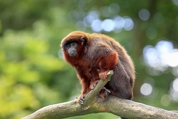 Red-bellied Titi (Callicebus moloch) adult, sitting on branch (captive)