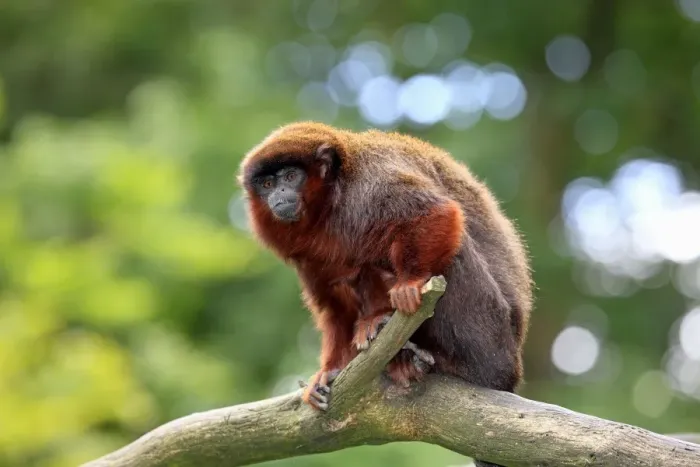 Framed Print : Red-bellied Titi (Callicebus moloch) adult, sitting on branch (captive) Framed Print : Red-bellied Titi (Callicebus moloch) adult, sitting on branch (captive)