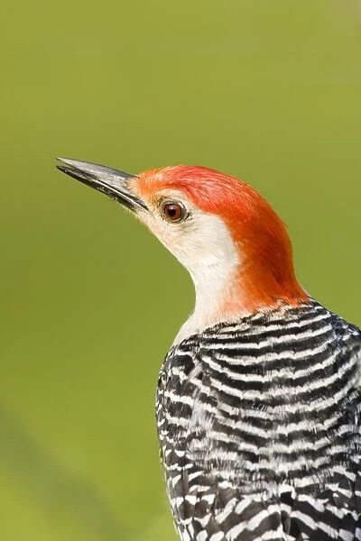 Red-bellied Woodpecker (Melanerpes carolinus) adult male, close-up of head, U. S. A