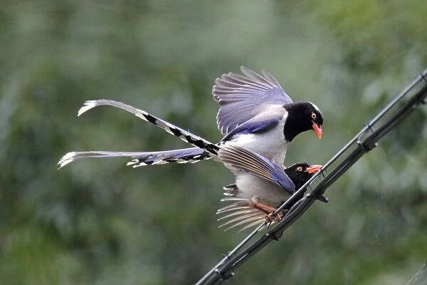 Red-billed Blue Magpie (Urocissa erythrorhyncha) adult pair, mating on wire, Wuyuan County, Jiangxi, China, june