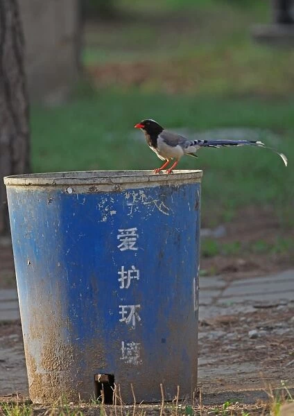 Red-billed Blue Magpie (Urocissa erythrorhyncha brevivexilla) adult, foraging on rubbish bin for scraps, Beidaihe