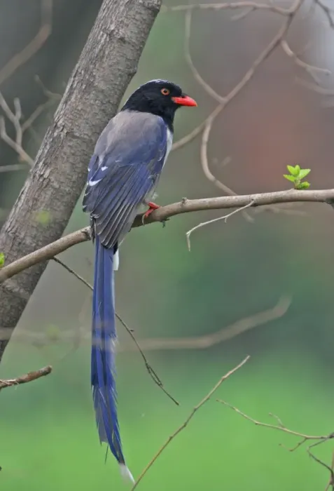 Framed Print : Red-billed Blue Magpie (Urocissa erythrorhyncha brevivexilla) adult, perched on branch, Beidaihe, Hebei, China, may Framed Print : Red-billed Blue Magpie (Urocissa erythrorhyncha brevivexilla) adult, perched on branch, Beidaihe, Hebei, China, may