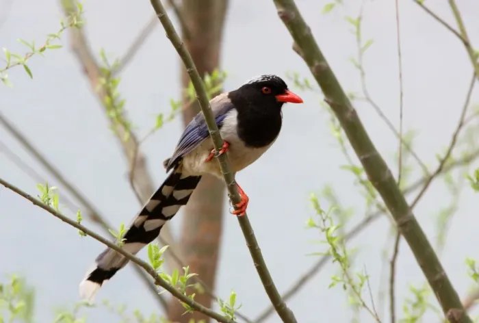Framed Print : Red-billed Blue Magpie (Urocissa erythrorhyncha brevivexilla) adult, perched in tree, near Beijing, China, may Framed Print : Red-billed Blue Magpie (Urocissa erythrorhyncha brevivexilla) adult, perched in tree, near Beijing, China, may