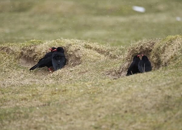 Red-billed Chough (Pyrrhocorax pyrrhocorax) four adults, sheltering from wind behind sand dune during snowfall