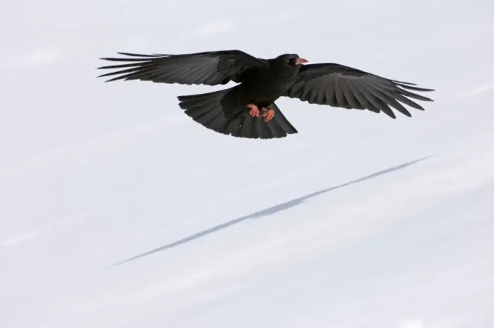 Framed Print : Red-billed Chough (Pyrrhocorax pyrrhocorax) adult, in low flight over snow covered slope, Caucasus Mountains, Georgia, april Framed Print : Red-billed Chough (Pyrrhocorax pyrrhocorax) adult, in low flight over snow covered slope, Caucasus Mountains, Georgia, april
