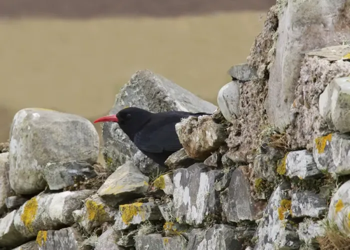 Framed Print : Red-billed Chough (Pyrrhocorax pyrrhocorax) adult, perched on stone wall, Ardnave, Islay, Inner Hebrides, Scotland Framed Print : Red-billed Chough (Pyrrhocorax pyrrhocorax) adult, perched on stone wall, Ardnave, Islay, Inner Hebrides, Scotland