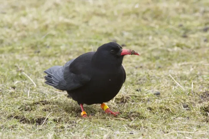 Framed Print : Red-billed Chough (Pyrrhocorax pyrrhocorax) adult, with coloured leg rings, foraging on ground, Ardnave, Islay Framed Print : Red-billed Chough (Pyrrhocorax pyrrhocorax) adult, with coloured leg rings, foraging on ground, Ardnave, Islay