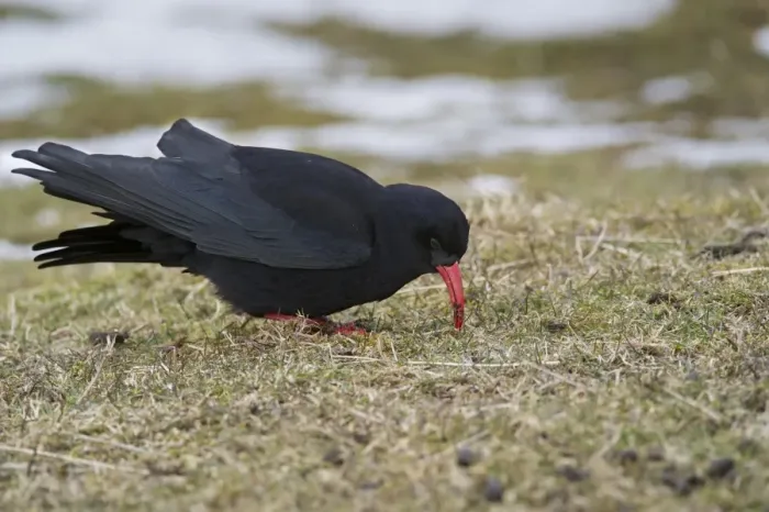 Framed Print : Red-billed Chough (Pyrrhocorax pyrrhocorax) adult, feeding on ground amongst patches of snow, Ardnave, Islay
