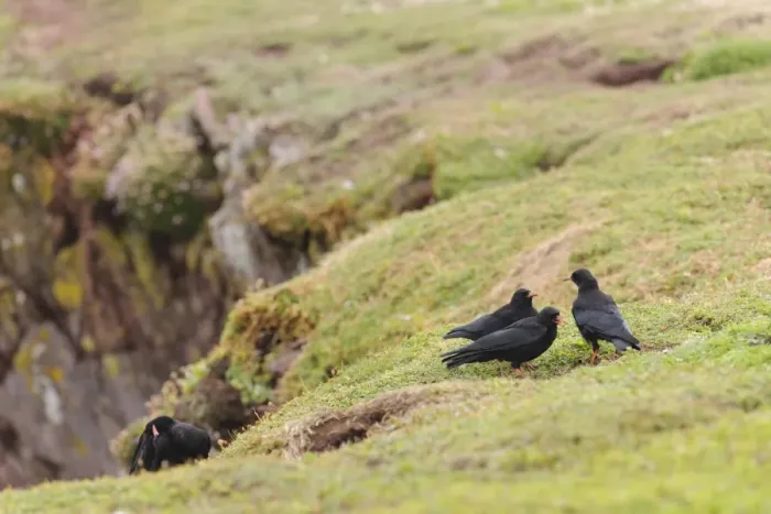 Framed Print : Red-billed Chough (Pyrrhocorax pyrrhocorax) four adults, feeding on clifftop, Skokholm Island, Pembrokeshire, Wales