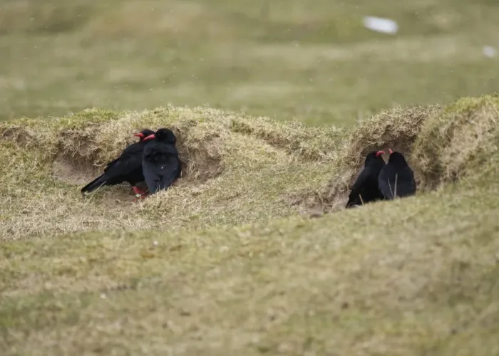 Framed Print : Red-billed Chough (Pyrrhocorax pyrrhocorax) four adults, sheltering from wind behind sand dune during snowfall Framed Print : Red-billed Chough (Pyrrhocorax pyrrhocorax) four adults, sheltering from wind behind sand dune during snowfall