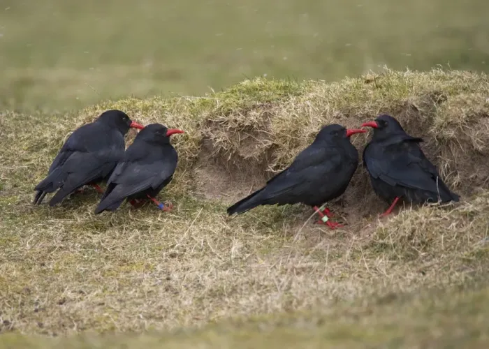 Framed Print : Red-billed Chough (Pyrrhocorax pyrrhocorax) four adults, sheltering from wind behind sand dune during snowfall Framed Print : Red-billed Chough (Pyrrhocorax pyrrhocorax) four adults, sheltering from wind behind sand dune during snowfall
