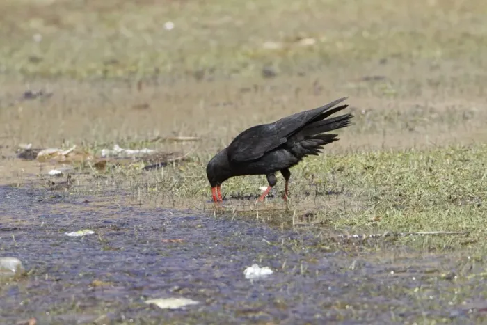 Framed Print : Red-billed Chough (Pyrrhocorax pyrrhocorax barbarus) North African subspecies, adult, feeding in shallow water Framed Print : Red-billed Chough (Pyrrhocorax pyrrhocorax barbarus) North African subspecies, adult, feeding in shallow water