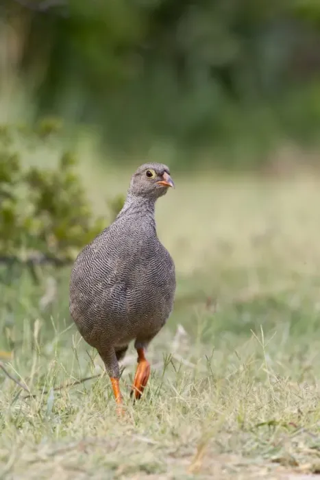Framed Print : Red-billed Francolin (Francolinus adspersus) adult female, walking on grass, Okavango Delta, Botswana Framed Print : Red-billed Francolin (Francolinus adspersus) adult female, walking on grass, Okavango Delta, Botswana