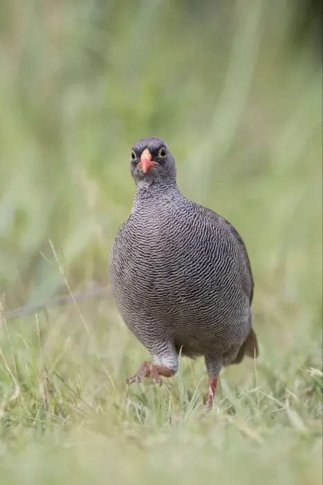 Framed Print : Red-billed Francolin (Francolinus adspersus) adult male, walking on grass, Okavango Delta, Botswana Framed Print : Red-billed Francolin (Francolinus adspersus) adult male, walking on grass, Okavango Delta, Botswana