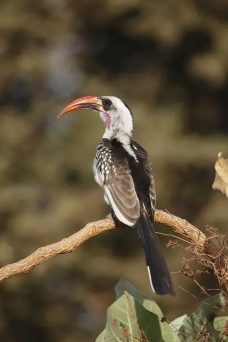 Framed Print : Red-billed Hornbill (Tockus erythrorhynchus) adult, perched on branch, Gambia, january