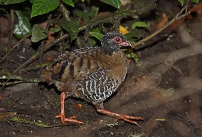 Framed Print : Red-billed Partridge (Arborophila rubrirostris) adult, walking on forest floor, Mount Kerinci, Kerinci Seblat N. P Framed Print : Red-billed Partridge (Arborophila rubrirostris) adult, walking on forest floor, Mount Kerinci, Kerinci Seblat N. P