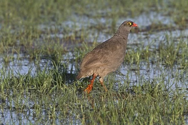 Red billed Spurfowl, note the spur. Botswana
