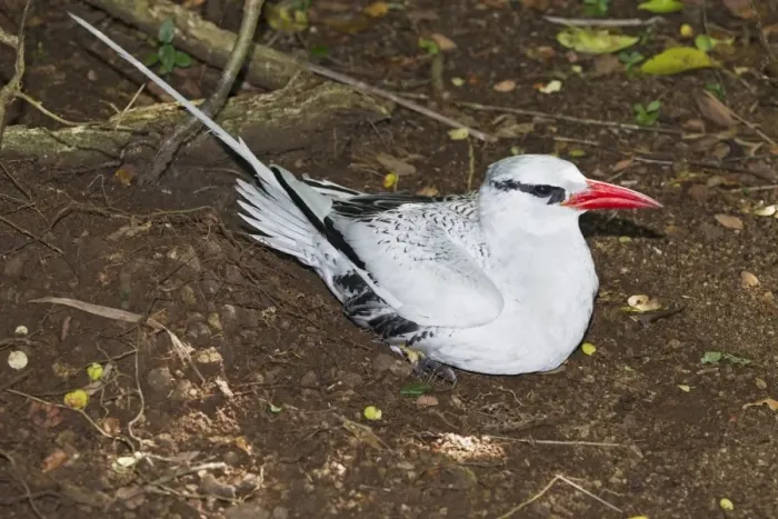 Framed Print : Red-billed Tropicbird (Phaethon aethereus) adult, sitting at nest, Little Tobago, Tobago, Trinidad and Tobago, November Framed Print : Red-billed Tropicbird (Phaethon aethereus) adult, sitting at nest, Little Tobago, Tobago, Trinidad and Tobago, November