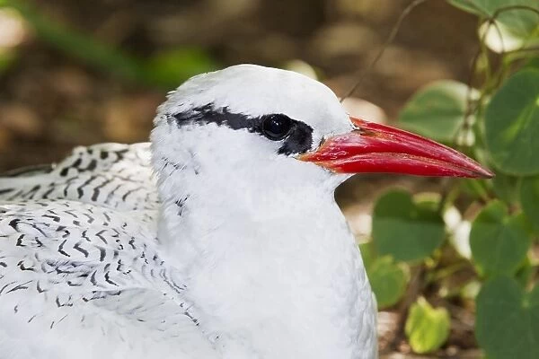 Red-billed Tropicbird (Phaethon aethereus) adult, close-up of head, sitting at nest, Little Tobago, Tobago