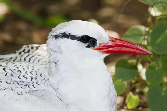 Framed Print : Red-billed Tropicbird (Phaethon aethereus) adult, close-up of head, sitting at nest, Little Tobago, Tobago Framed Print : Red-billed Tropicbird (Phaethon aethereus) adult, close-up of head, sitting at nest, Little Tobago, Tobago