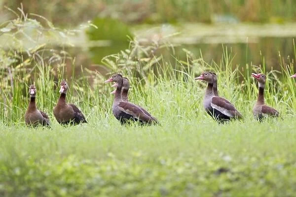 Red-billed Whistling-duck (Dendrocygna autumnalis) adults, flock standing on grass, Tobago, Trinidad and Tobago