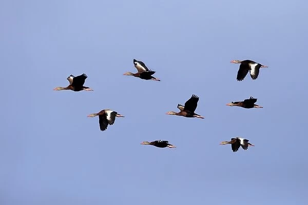 Red-billed Whistling-duck (Dendrocygna autumnalis) eight adults, in flight, Wakodahatchee Wetlands, Delray Beach
