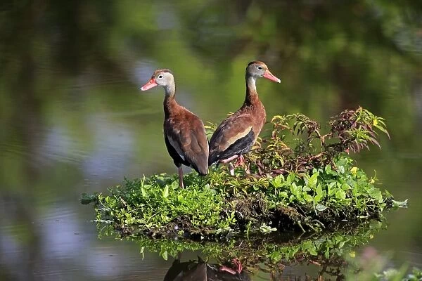 Red-billed Whistling-duck (Dendrocygna autumnalis) two adults, standing in wetland, Wakodahatchee Wetlands