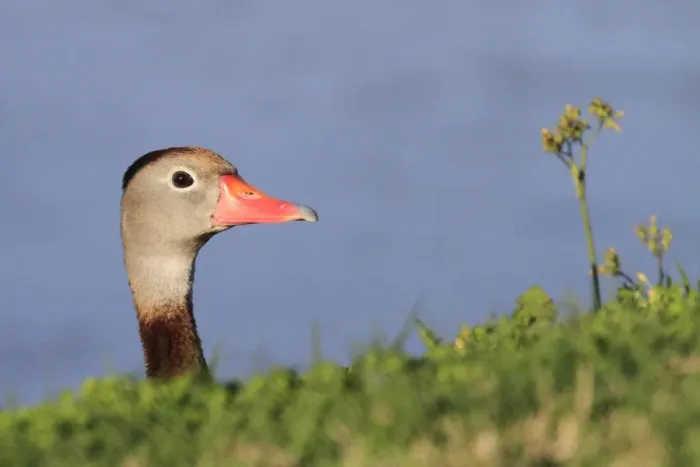 Framed Print : Red-billed Whistling-duck (Dendrocygna autumnalis) adult, looking over bank, Florida, U. S. A