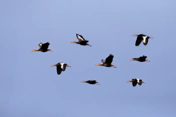 Framed Print : Red-billed Whistling-duck (Dendrocygna autumnalis) eight adults, in flight, Wakodahatchee Wetlands, Delray Beach