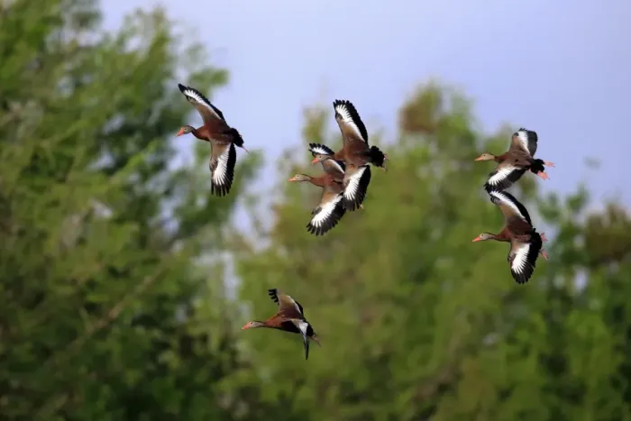 Framed Print : Red-billed Whistling-duck (Dendrocygna autumnalis) six adults, in flight, Wakodahatchee Wetlands, Delray Beach Framed Print : Red-billed Whistling-duck (Dendrocygna autumnalis) six adults, in flight, Wakodahatchee Wetlands, Delray Beach